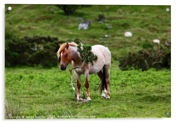 Wild Pony having a scratch Bodmin Moor Cornwall Acrylic by James Brunker