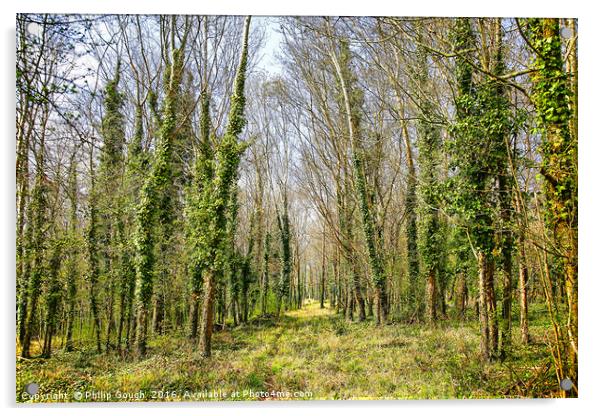Woodland Walk Acrylic by Philip Gough