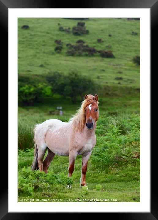 Wild Pony Portrait Bodmin Moor Cornwall Framed Mounted Print by James Brunker