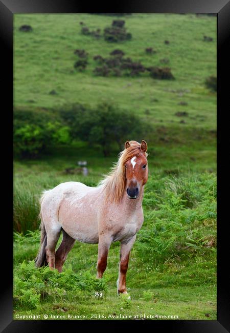 Wild Pony Portrait Bodmin Moor Cornwall Framed Print by James Brunker