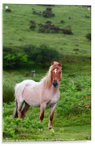 Wild Pony Portrait Bodmin Moor Cornwall Acrylic by James Brunker