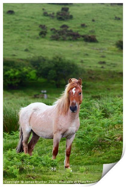 Wild Pony Portrait Bodmin Moor Cornwall Print by James Brunker