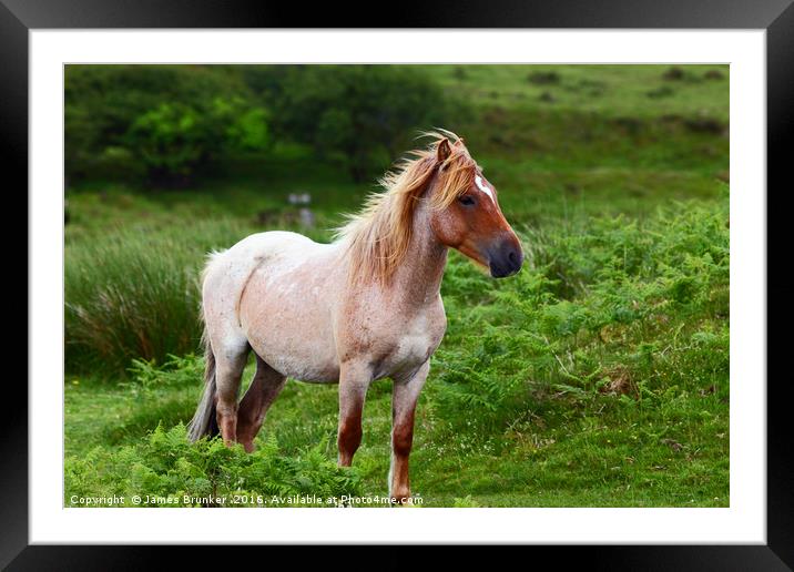 Portrait of Wild Pony Bodmin Moor Cornwall Framed Mounted Print by James Brunker