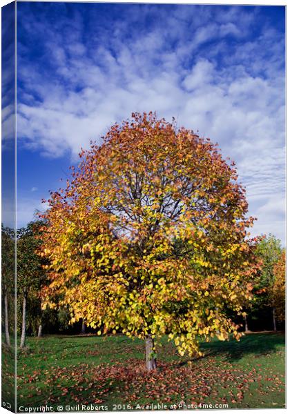 Autumn tree Canvas Print by Gwil Roberts