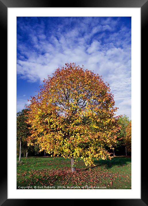 Autumn tree Framed Mounted Print by Gwil Roberts