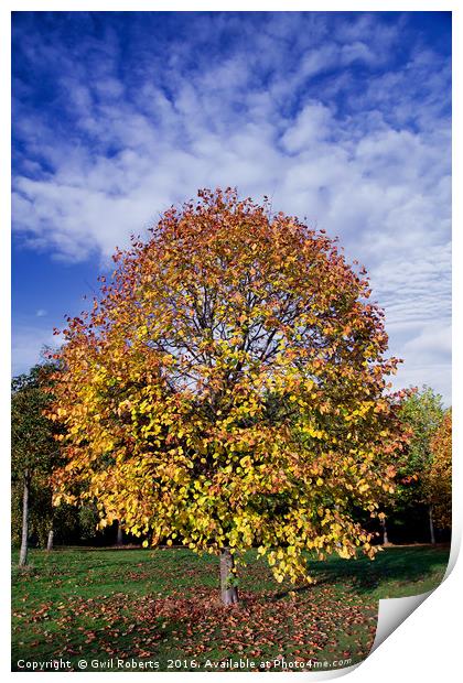 Autumn tree Print by Gwil Roberts