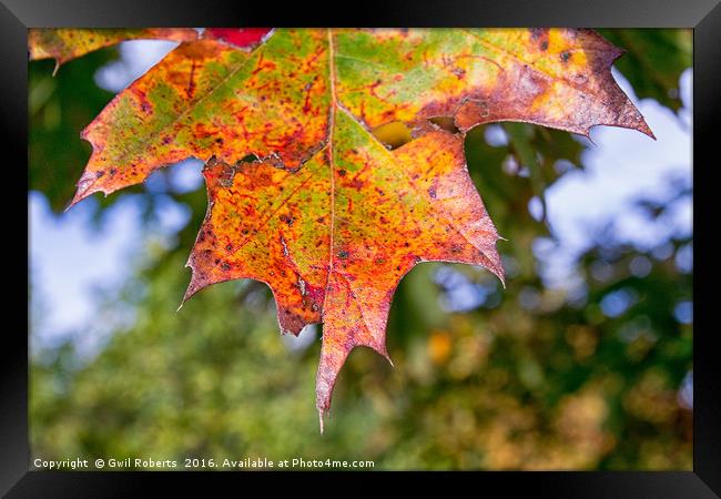Autumn leaf detail Framed Print by Gwil Roberts