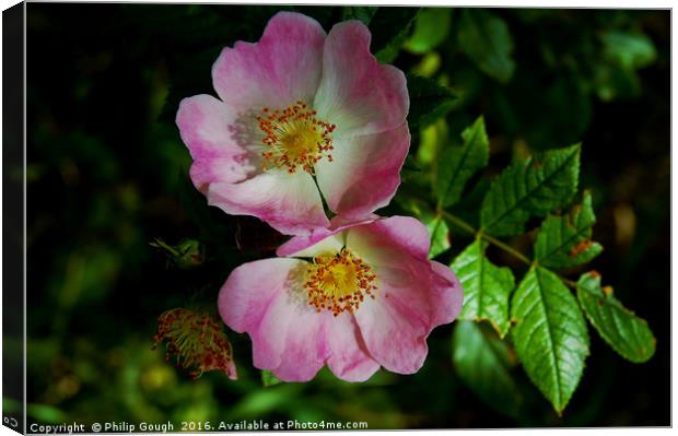 Brier Rose Double Canvas Print by Philip Gough