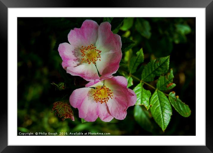 Brier Rose Double Framed Mounted Print by Philip Gough