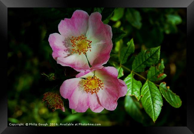 Brier Rose Double Framed Print by Philip Gough