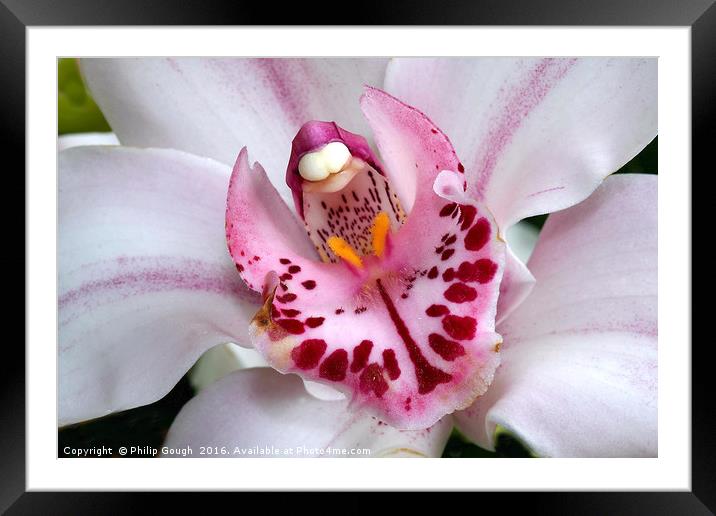 Macro Orchid Framed Mounted Print by Philip Gough