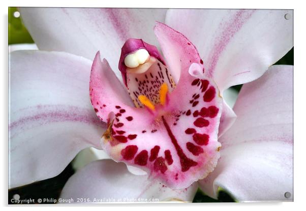 Macro Orchid Acrylic by Philip Gough