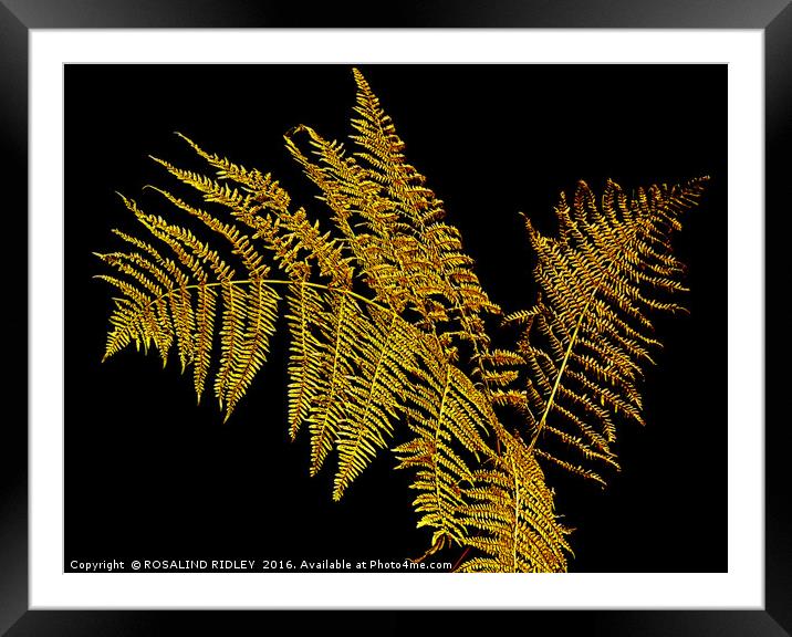 "AUTUMN GOLD" Framed Mounted Print by ROS RIDLEY