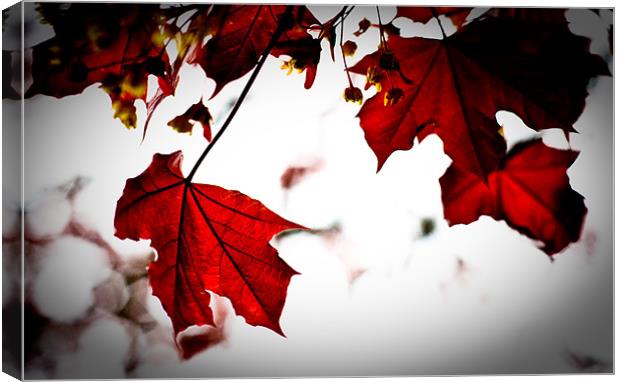Red Maple Leaves, Torre abbey Garden Canvas Print by K. Appleseed.