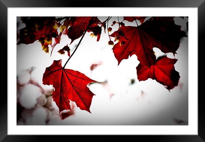 Red Maple Leaves, Torre abbey Garden Framed Mounted Print by K. Appleseed.
