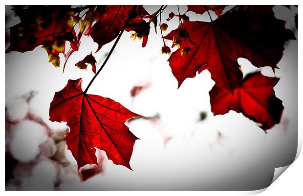 Red Maple Leaves, Torre abbey Garden Print by K. Appleseed.