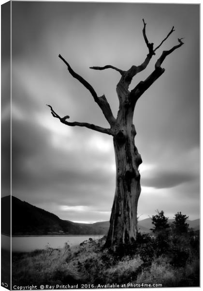 Dead Tree Canvas Print by Ray Pritchard