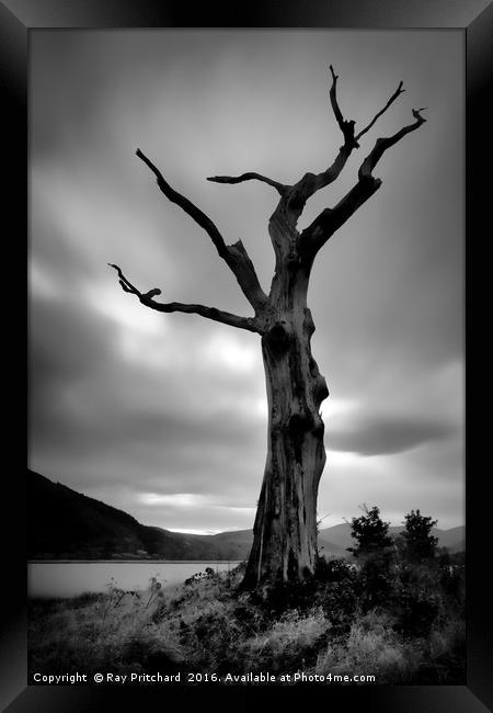 Dead Tree Framed Print by Ray Pritchard