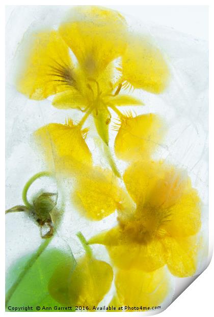 Nasturtiums in Ice Print by Ann Garrett