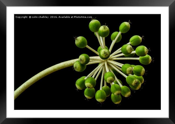 Castor Oil Plant Seed Pods - Natural Lighting Framed Mounted Print by colin chalkley