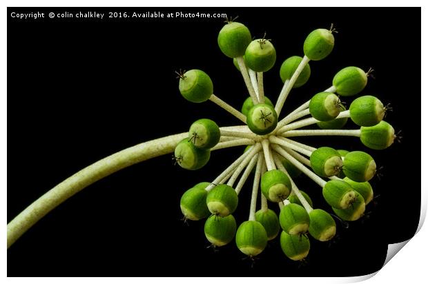 Castor Oil Plant Seed Pods - Natural Lighting Print by colin chalkley