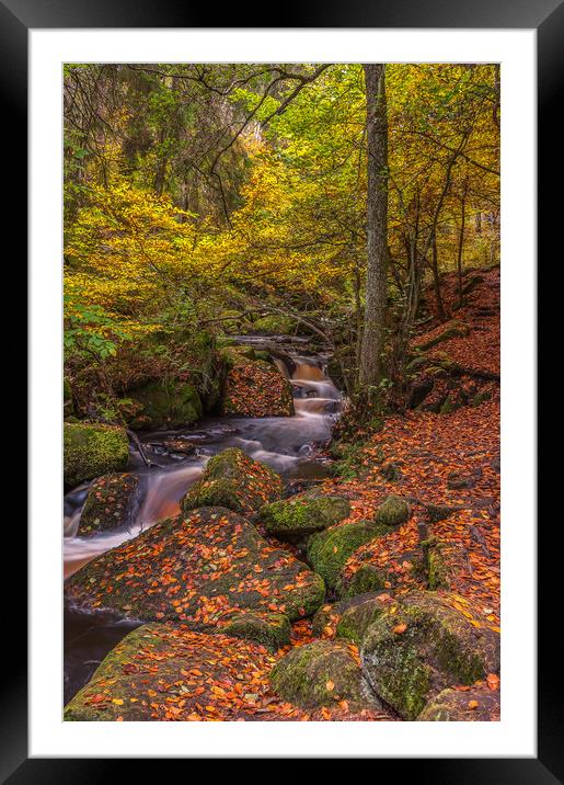 Autumn in Wyming Brook 2 Framed Mounted Print by Paul Andrews