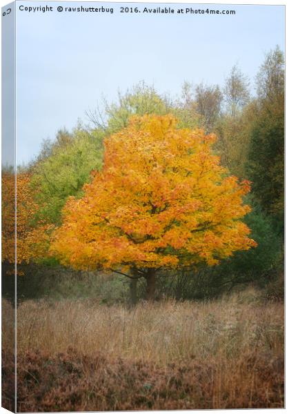 Chasewater Autumn Tree Canvas Print by rawshutterbug 