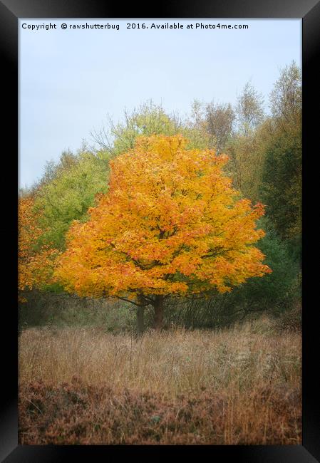 Chasewater Autumn Tree Framed Print by rawshutterbug 