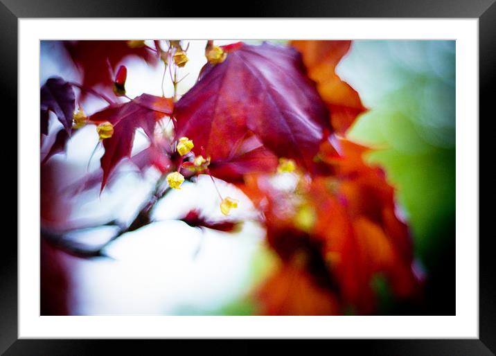 Maple Leaf blossom Torre abbey . Framed Mounted Print by K. Appleseed.