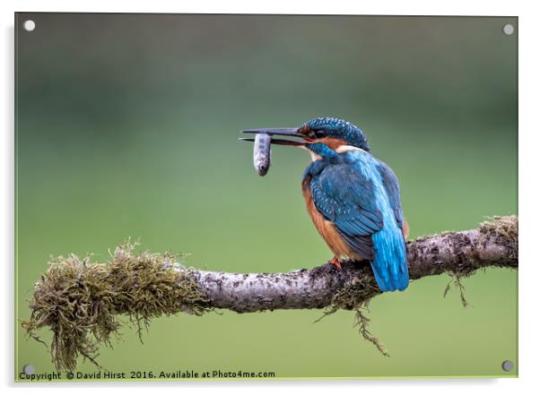 Kingfisher Catch Acrylic by David Hirst