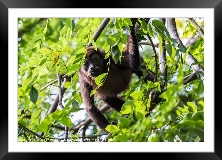 Howler monkey facing the camera during a feed Framed Mounted Print by Jason Wells