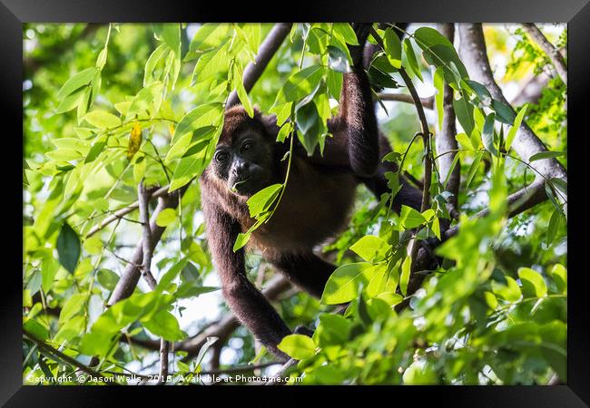 Howler monkey facing the camera during a feed Framed Print by Jason Wells