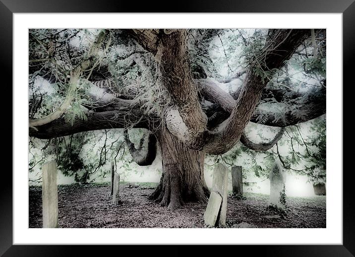 Graveyard Tree Framed Mounted Print by Karen Martin