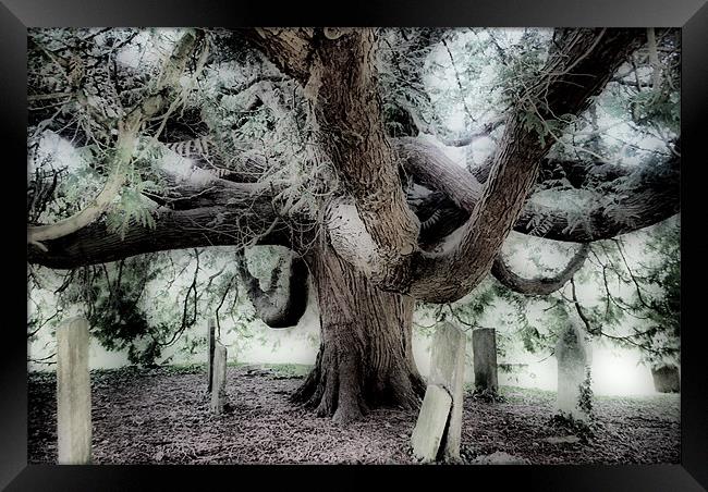 Graveyard Tree Framed Print by Karen Martin
