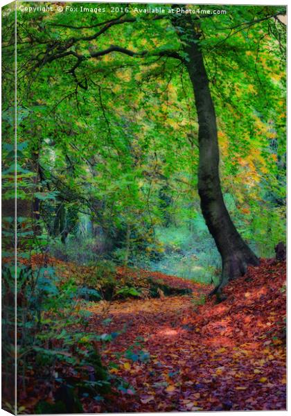 Autumn forest Canvas Print by Derrick Fox Lomax