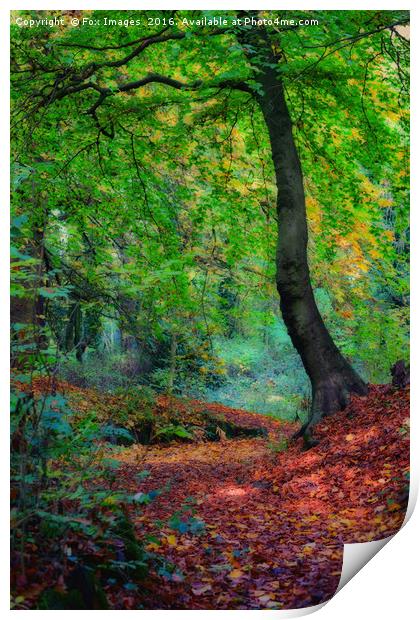 Autumn forest Print by Derrick Fox Lomax
