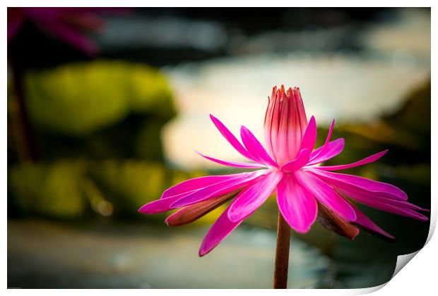The Pink Water Lily Print by Indranil Bhattacharjee