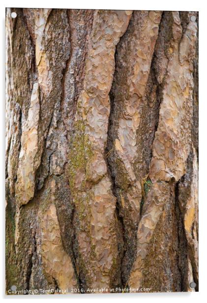 Tree bark Acrylic by Tom Dolezal