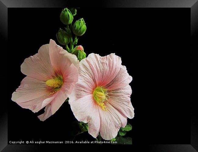 hollyhock , twins, Framed Print by Ali asghar Mazinanian