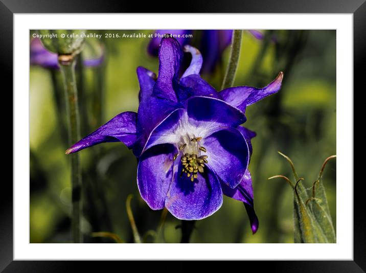  Aquilegia Flower Framed Mounted Print by colin chalkley
