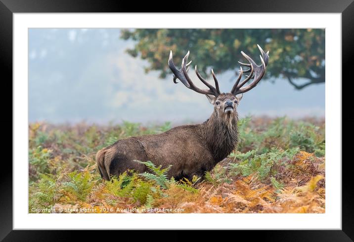 Red Deer Framed Mounted Print by Steve Liptrot