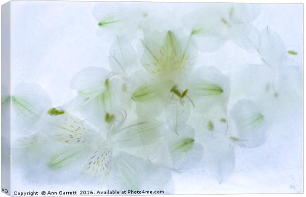 White Alstroemeria Encased in Ice Canvas Print by Ann Garrett
