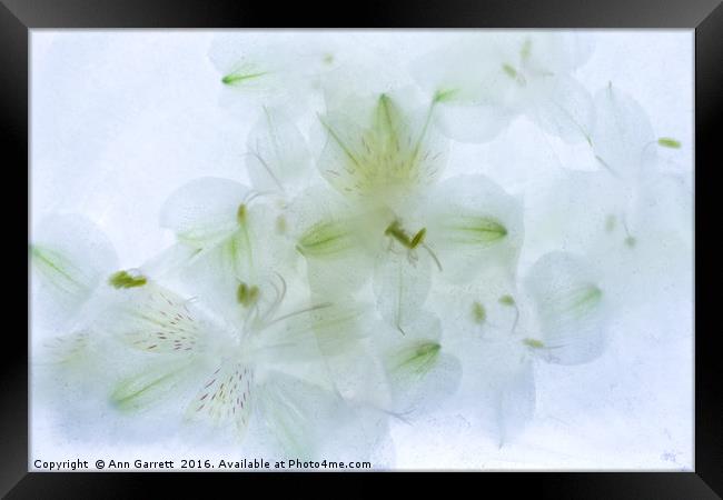 White Alstroemeria Encased in Ice Framed Print by Ann Garrett