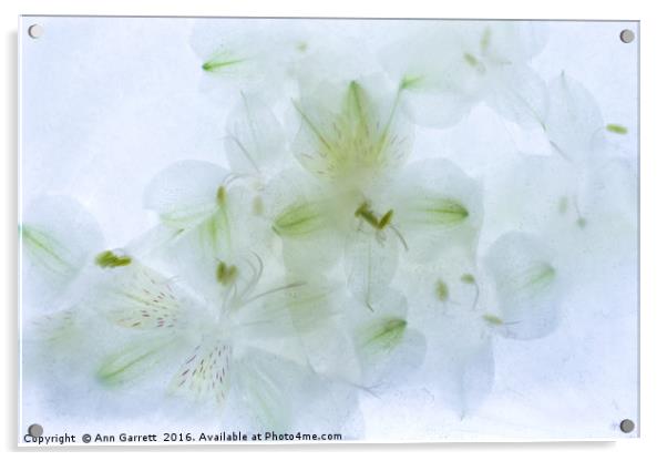 White Alstroemeria Encased in Ice Acrylic by Ann Garrett