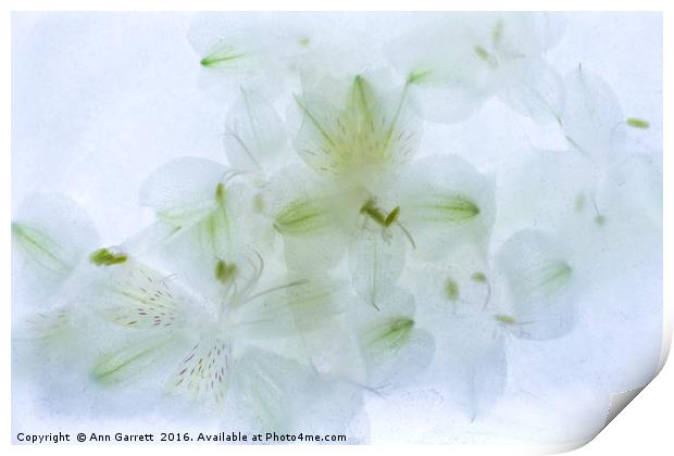 White Alstroemeria Encased in Ice Print by Ann Garrett