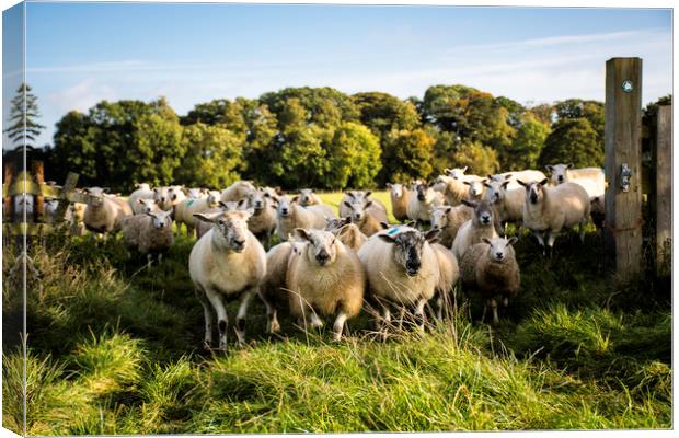 a flock of sheep standing at a gateway Canvas Print by Caroline Burton