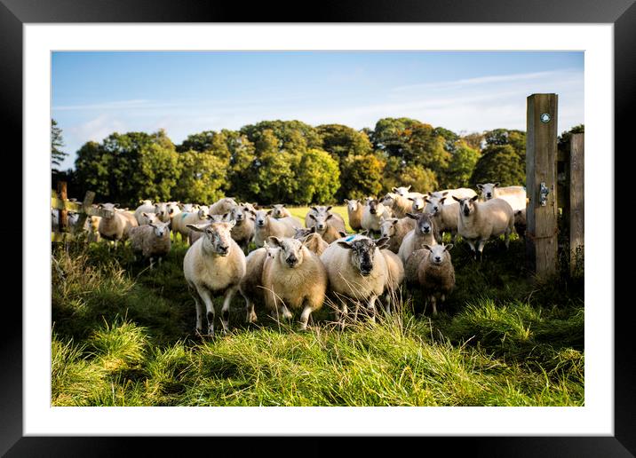 a flock of sheep standing at a gateway Framed Mounted Print by Caroline Burton