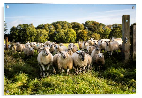 a flock of sheep standing at a gateway Acrylic by Caroline Burton