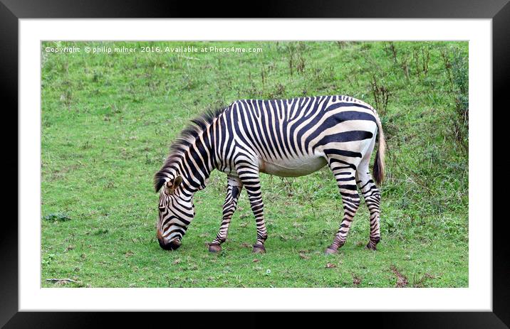 Grazing Zebra Framed Mounted Print by philip milner