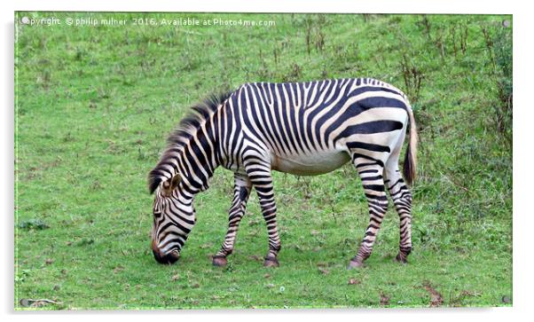 Grazing Zebra Acrylic by philip milner